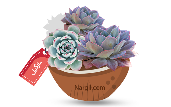 Nargil - green pinwheel